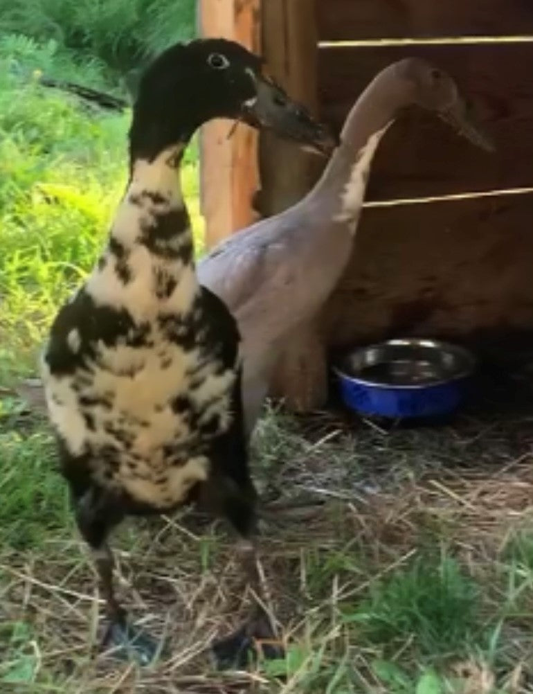 zooanimationestrie
